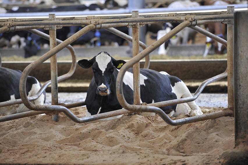 Holstein cow lying in a sand cubicle